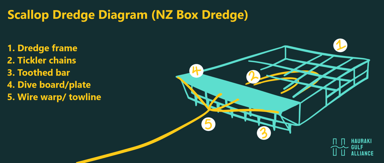 What is scallop dredging? Hauraki Gulf Alliance